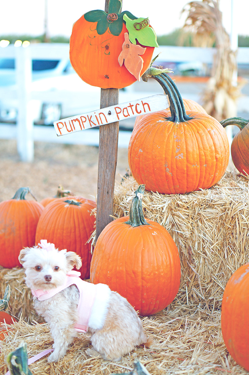 Halloween Pumpkin Patch 2017